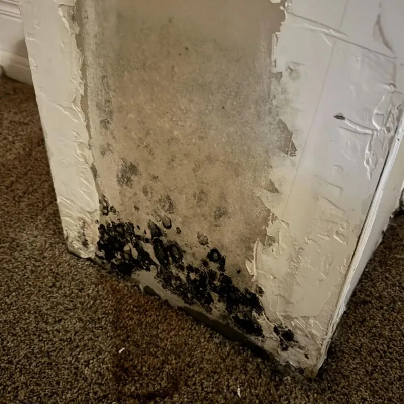 Professional Mold Removal in Oregon, OH